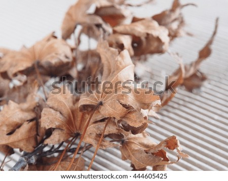 Dried leaves of maple (Background: wavy paper)