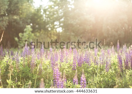 beautiful flower field in summer
