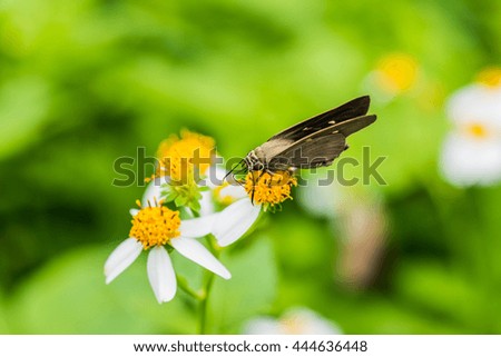 Black butterfly on flower in the garden, Thailand