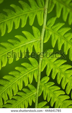 Fern leaf in the forest - green nature background
