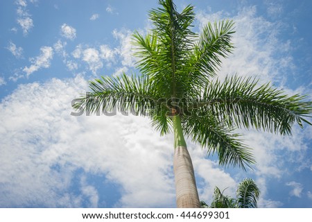 palm tree on blue sky and white clouds