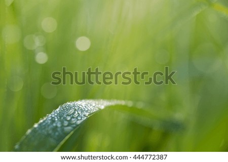 Green grass with drops of dew in the morning. Green fresh and warm nature background. Macro image with small depth of field.