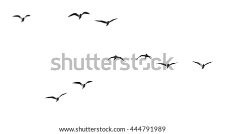 silhouette of a flock of birds on a white background Royalty-Free Stock Photo #444791989