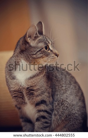 Portrait of a striped cat with a white neck.