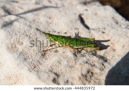 Insect. Green locust sit on the stone in the sunny day. Israel
