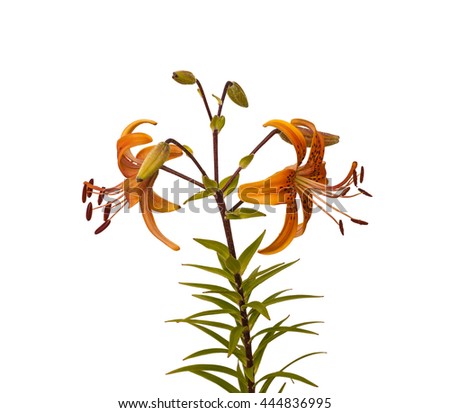 The branch of orange  lilies Asian hybrids with buds and a blossoming flower on a white background isolated