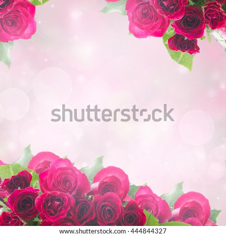 frame of  fresh dark pink  roses  isolated on white background
