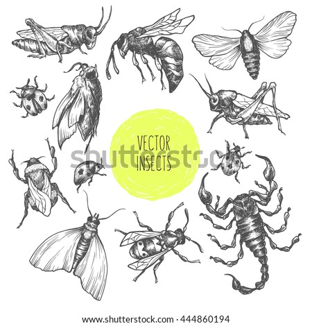 Set of hand drawn vector insects in different poses. Moth, butterfly, bee, bumblebee, grasshopper, locust, ladybug, scorpion. Vector collection. Detailed realistic sketches. Ink, pen, linework.