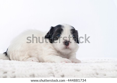 cute puppy is lying and looking at camera