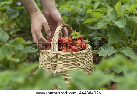 Man putting raw strawberries into the basket on the field, green leafs. ecofarming, vegan food, ecofarming Royalty-Free Stock Photo #444884926