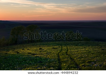The path on the hill through the meadow with yellow flowers on a background of trees with a wide plain under a colorful pink sky. Altai Mountains, Siberia, Russia.