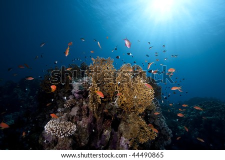 ocean, coral and fish