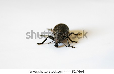 Large pine weevil - Hylobius abietis - front picture, here in Western Norway