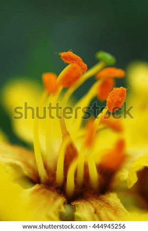 Yellow flower on green background. close up. Abstract Background 