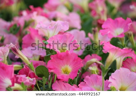 Pale Pink and Cerise Petunia Flowers in Summertime, England.