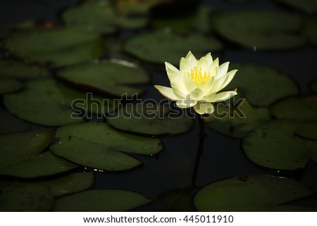Closeup low light yellow lotus flower in the lake