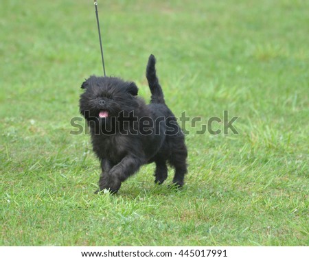 Really cute affenpinscher dog with a pink tongue. Royalty-Free Stock Photo #445017991