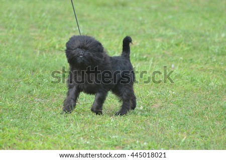 Adorable black affenpinscher puppy dog on a leash looking ready to bark. Royalty-Free Stock Photo #445018021