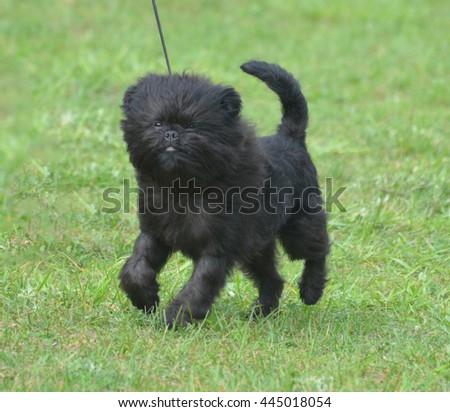 Really cute black affenpinscher dog in a field. Royalty-Free Stock Photo #445018054