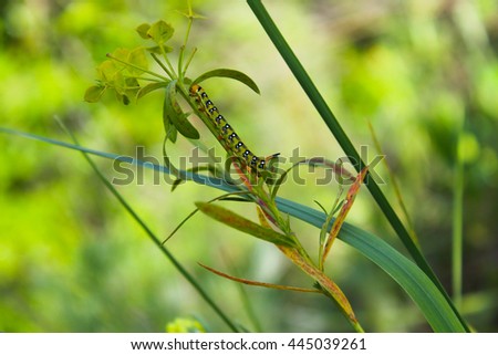 Caterpillar creeps on a green plant