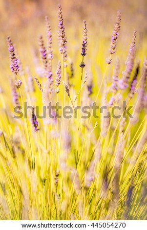 Soft-focused and blur lavender as background picture