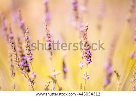 Soft-focused and blur lavender as background picture