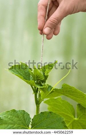 hand with tied cucumber in the hothouse