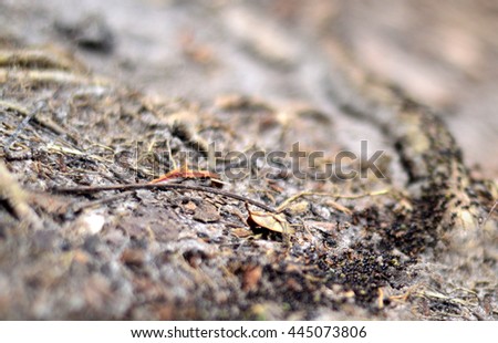 termite escape the rain, DOF picture, travel to new home, 