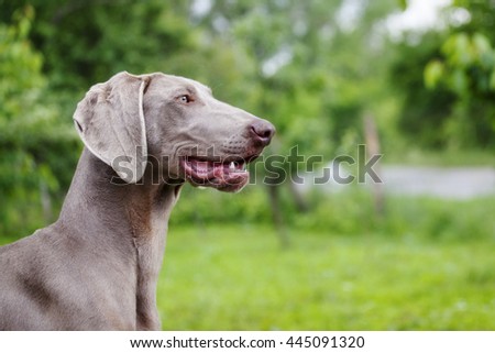 A beautiful dog head portrait in nature /  Dog portrait