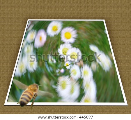 bee flying into photo with daisies in it
