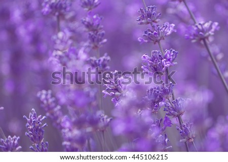 field lavender morning summer blur background wallpaper. shallow depth of field