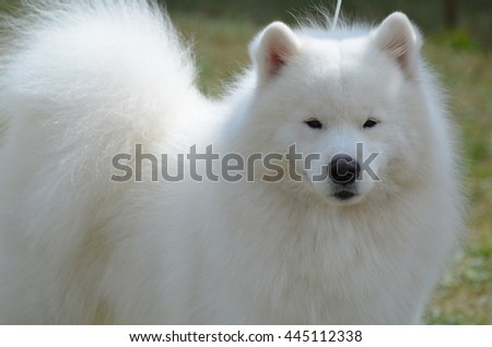 Beautiful very fluffy groomed American Eskimo dog. Royalty-Free Stock Photo #445112338