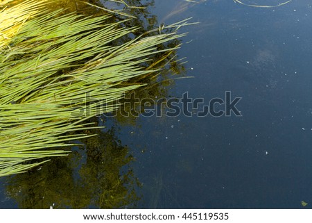 grass in the river