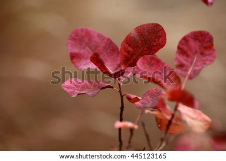 leaves with beautiful bokeh, local focus