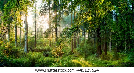 Sunrise in the forest Royalty-Free Stock Photo #445129624