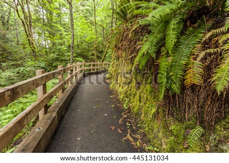 Path in forest leading to Madison Falls, in the Olympic Peninsula of Washington.