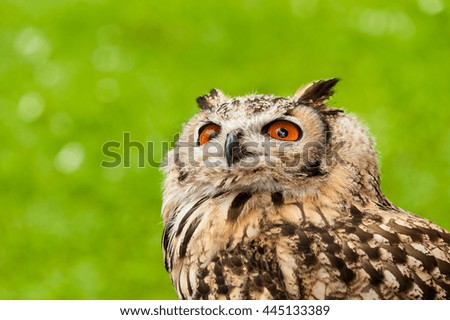 Owl, close up picture