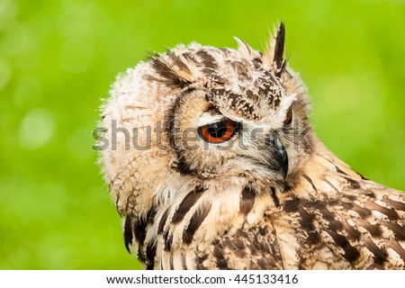 Owl,close up picture