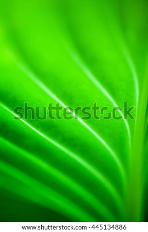 Green, abstract composition with leaf texture and soft focus