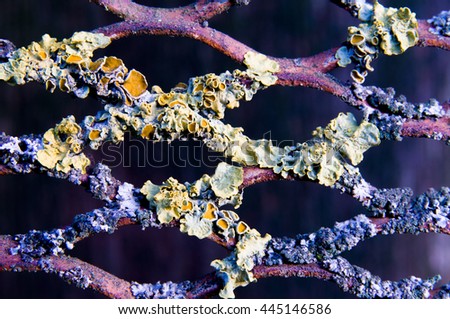 Rusty grid covered with corrosion and fungus. Vibrant colored picture use for background or backdrop.