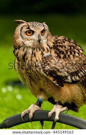 Owl,close up picture