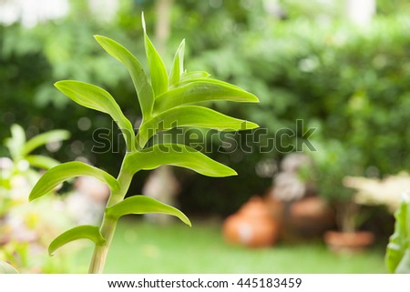 a selective focus picture of Orchid with green natural garden at background blur