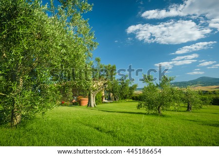 Olive trees in a grove on the grassy hillside.
