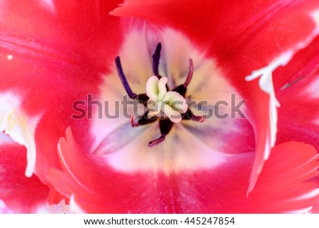Top Down View of the Center of a Red Tulip - Shallow Depth of Field 