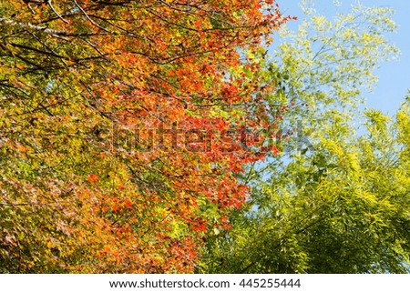Maple Tree During Autumn in Kyoto Prefecture.