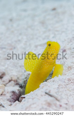Yellow shrimpgoby