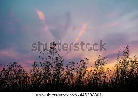 Purple-orange dusky sky with silhouette grass flowers and cloud. Dark tone picture