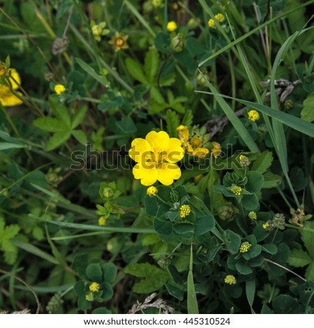 bright yellow buttercups on green grass