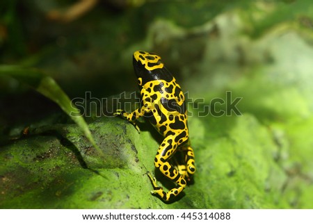 Yellow-banded poison dart frog or Yellow-headed poison frog (Dendrobates leucomelas)