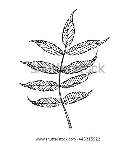 Black and white Rowan plant leaf, linear leaves sketch, engraving style, vector background illustration